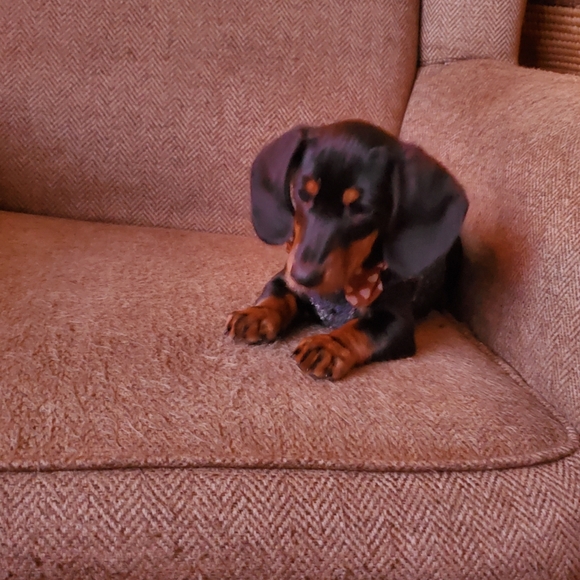 Meet your Posher, Brenna - Picture 5 of 12